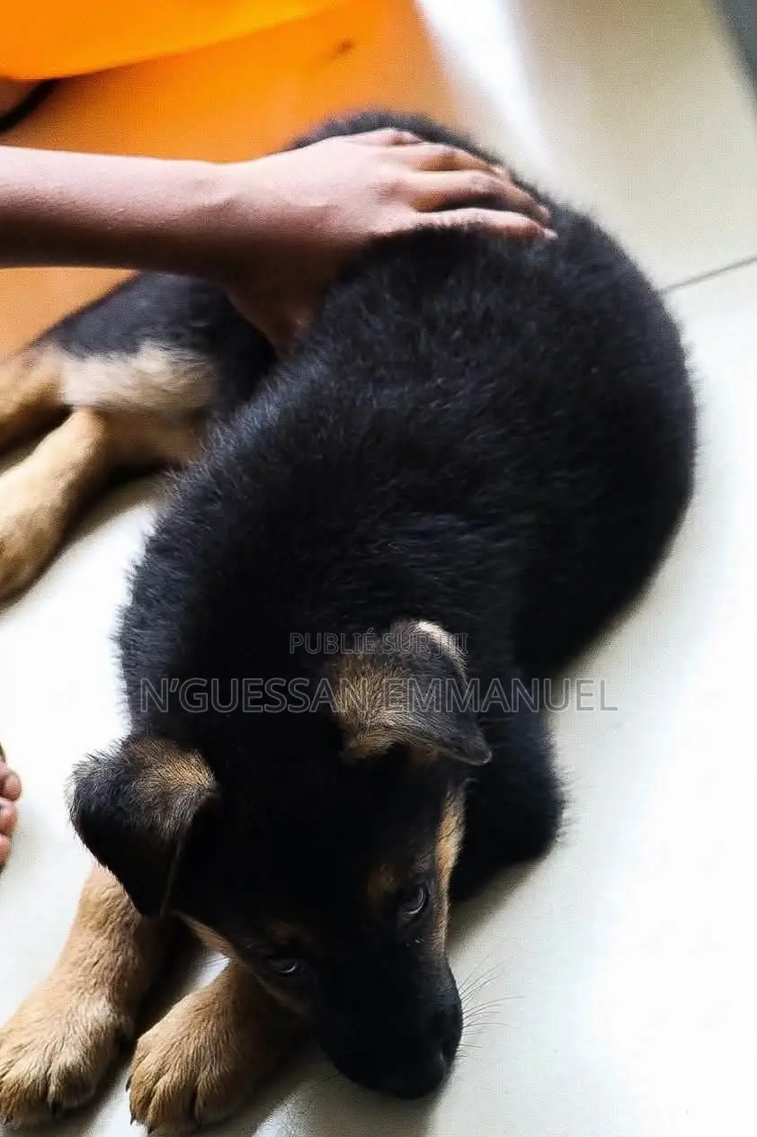 1-3 mois Homme Pure race Belgian Sheepdog