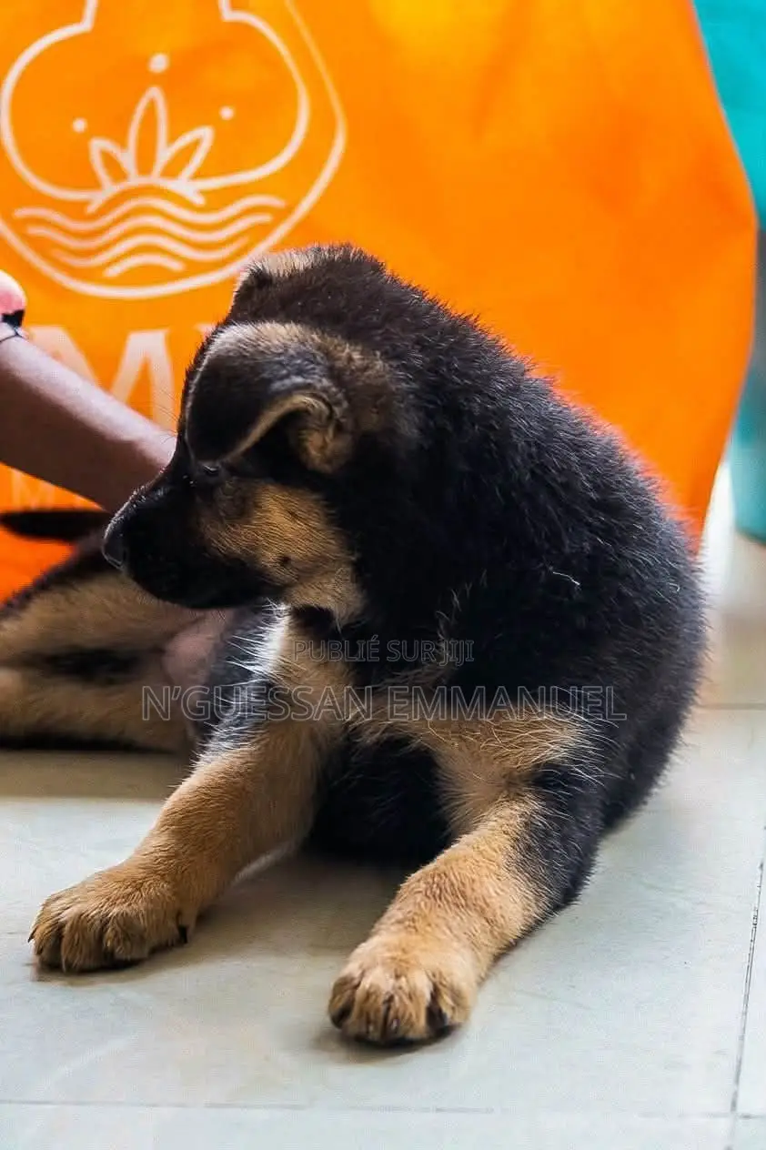 1-3 mois Homme Pure race Belgian Sheepdog