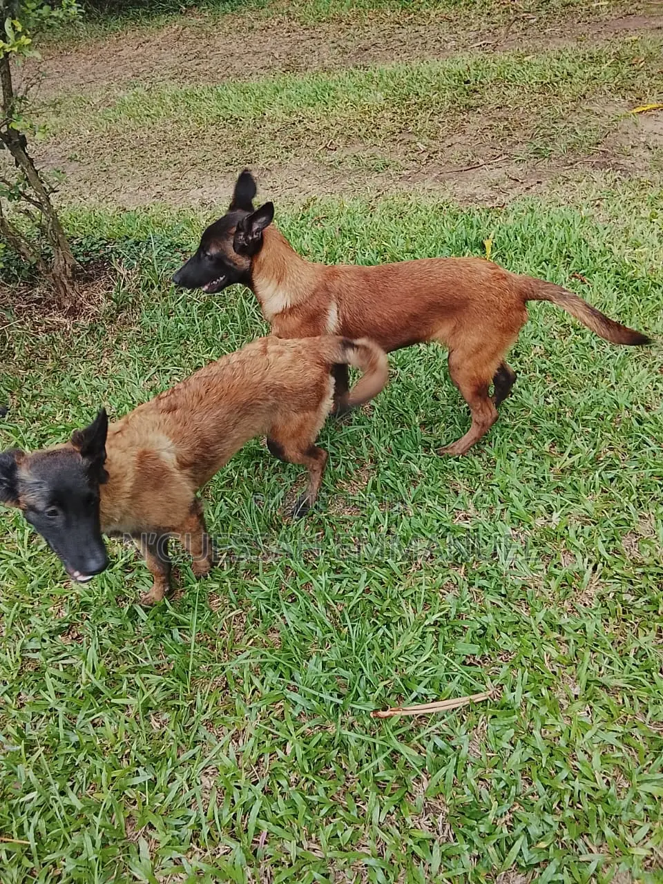 3-6 mois Homme Pure race Belgian Sheepdog