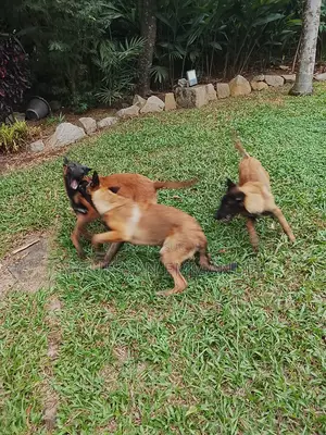 3-6 mois Homme Pure race Belgian Sheepdog