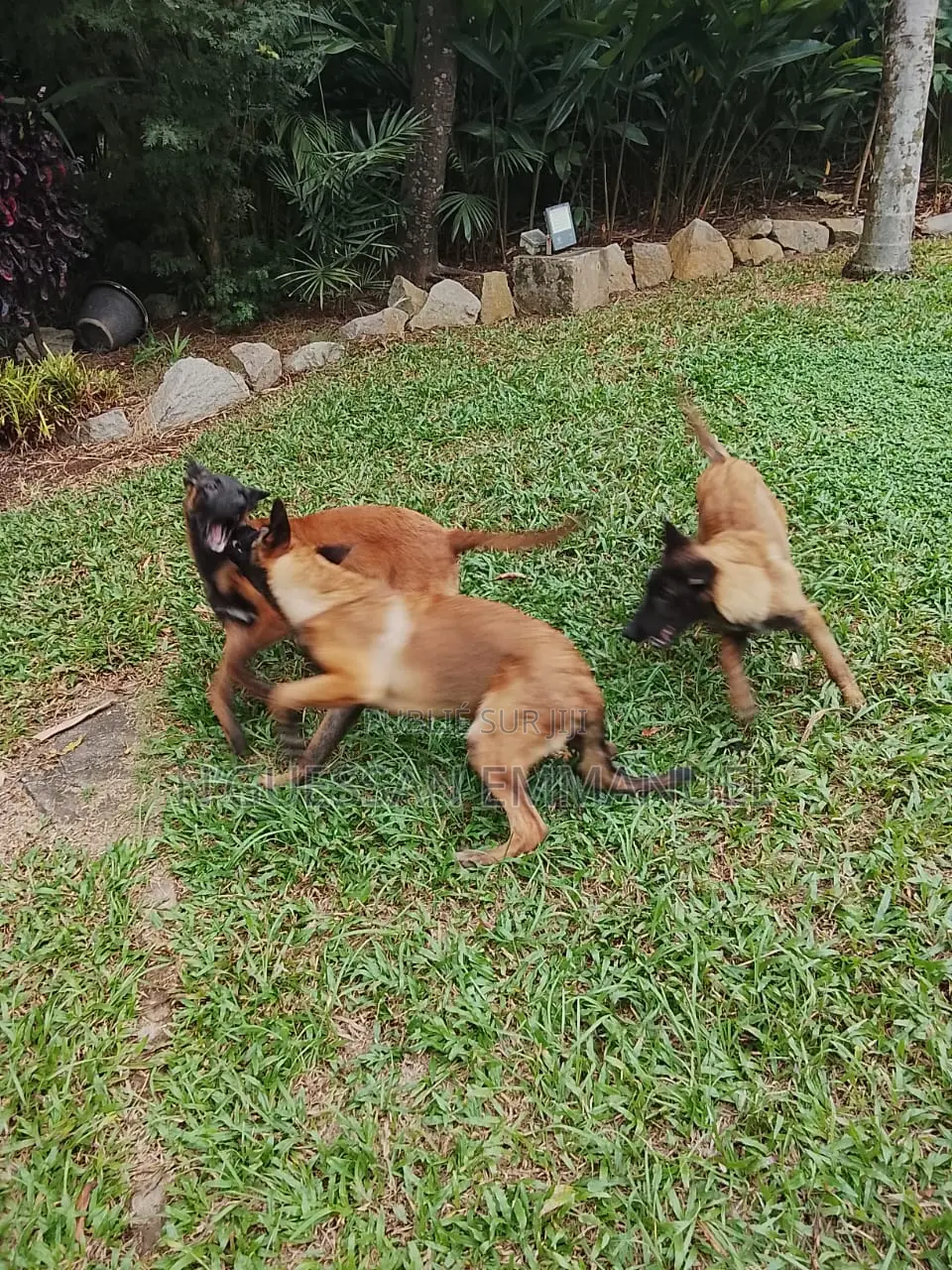 3-6 mois Homme Pure race Belgian Sheepdog
