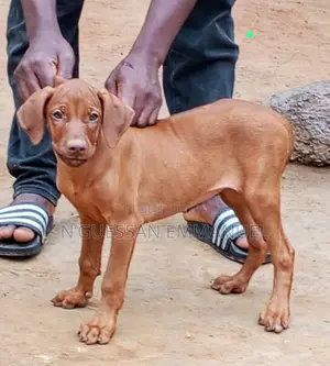 3-6 mois Homme Pure race Rhodesian Ridgeback
