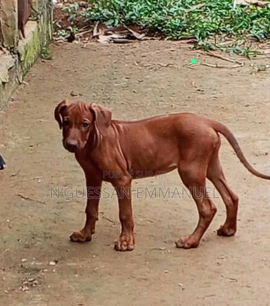 3-6 mois Homme Pure race Rhodesian Ridgeback