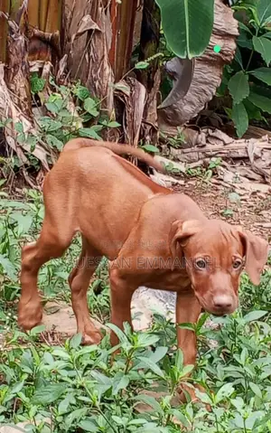 3-6 mois Homme Pure race Rhodesian Ridgeback