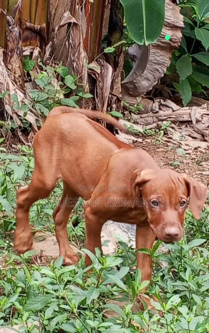 3-6 mois Homme Pure race Rhodesian Ridgeback