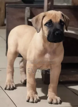 1-3 mois Homme Pure race Boerboel