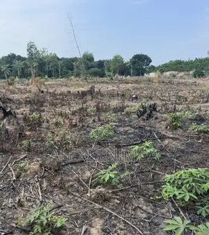 Vente 1hectare Et + Bordure Lac Brakré À La Baie Des Milliardaires