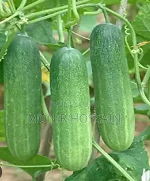 Vegetables