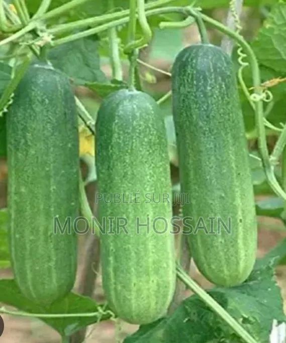 Vegetables