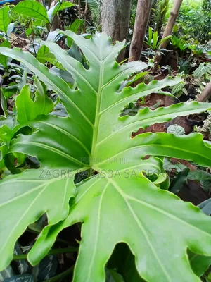 Plante Fraîches À Vendre