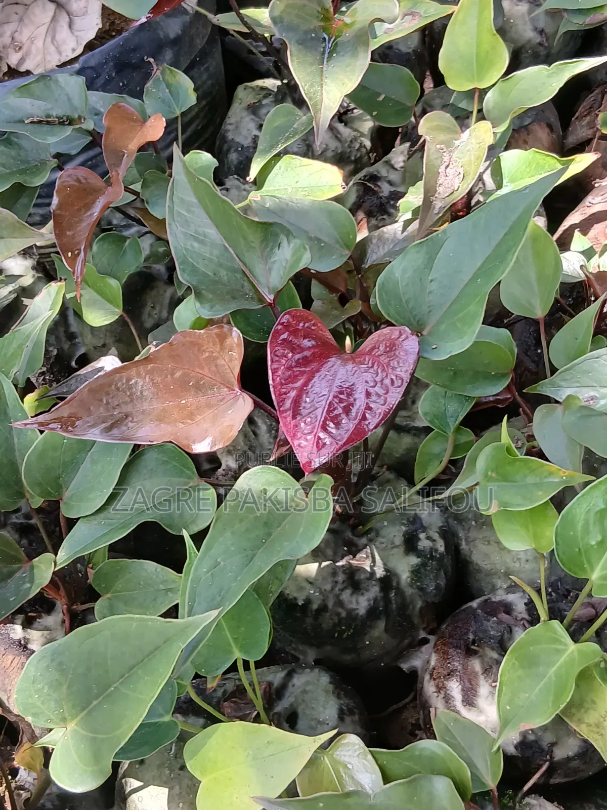 Vendre Des Plante
