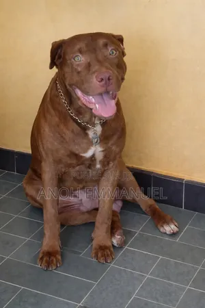 0-1 mois Homme Race mixte American Pit Bull Terrier