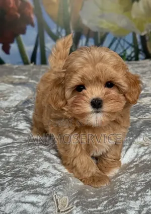 1-3 mois Femme Pure race Maltipoo