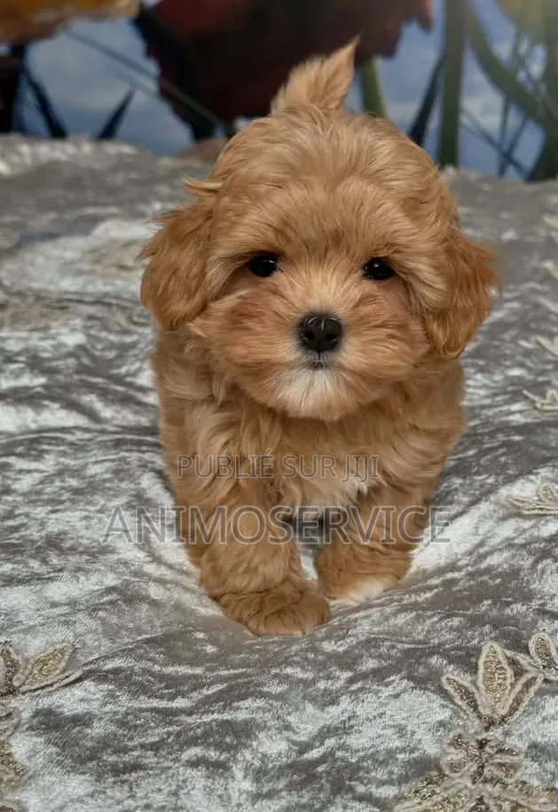 1-3 mois Femme Pure race Maltipoo