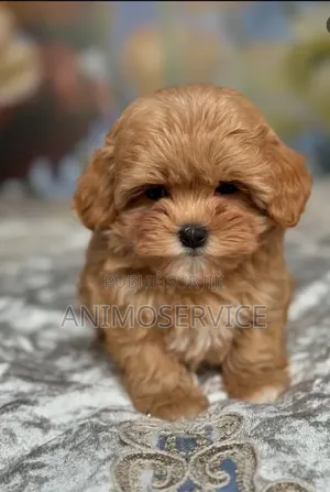 1-3 mois Femme Pure race Maltipoo