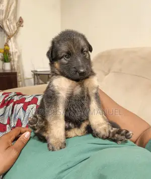 1-3 mois Homme Pure race Belgian Sheepdog