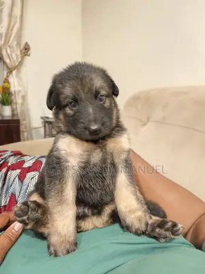 1-3 mois Homme Pure race Belgian Sheepdog