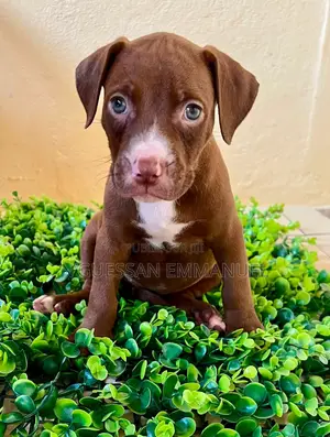 1-3 mois Homme Pure race American Pit Bull Terrier