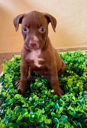 1-3 mois Homme Pure race American Pit Bull Terrier