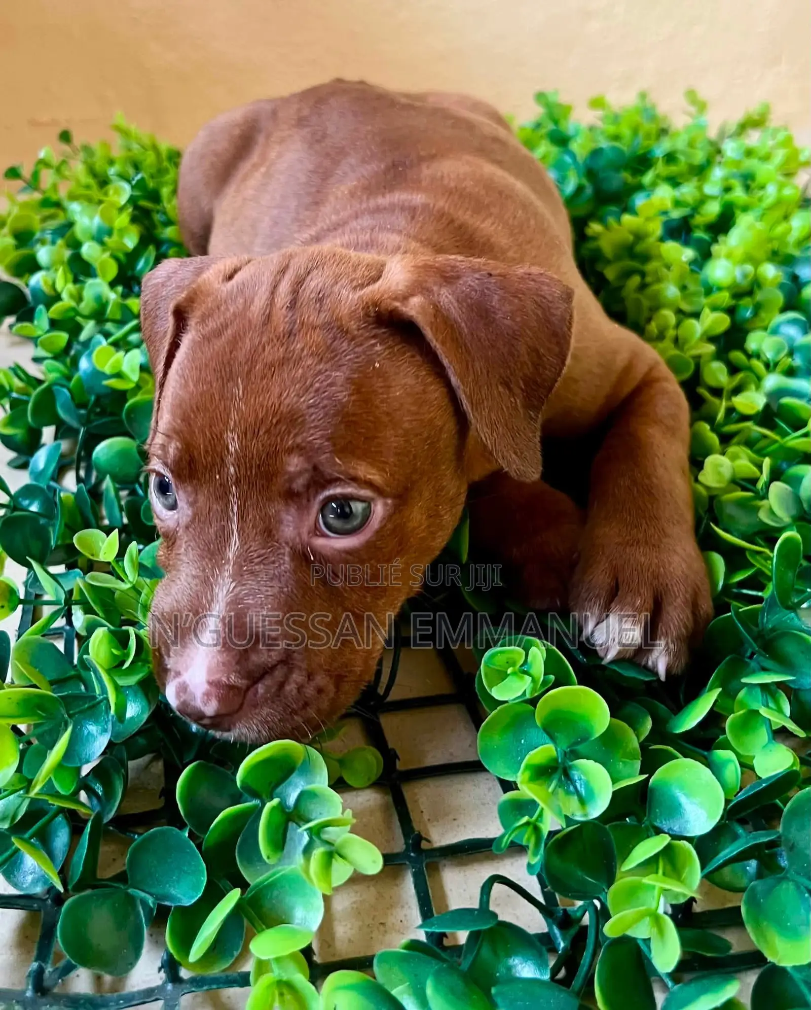 1-3 mois Homme Pure race American Pit Bull Terrier