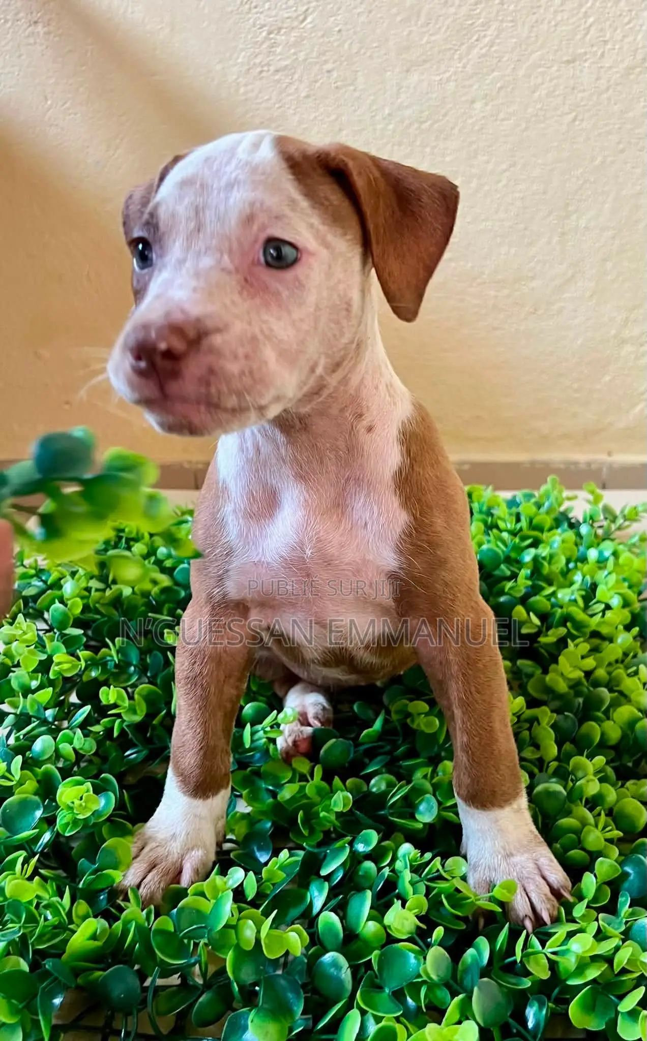 1-3 mois Homme Pure race American Pit Bull Terrier