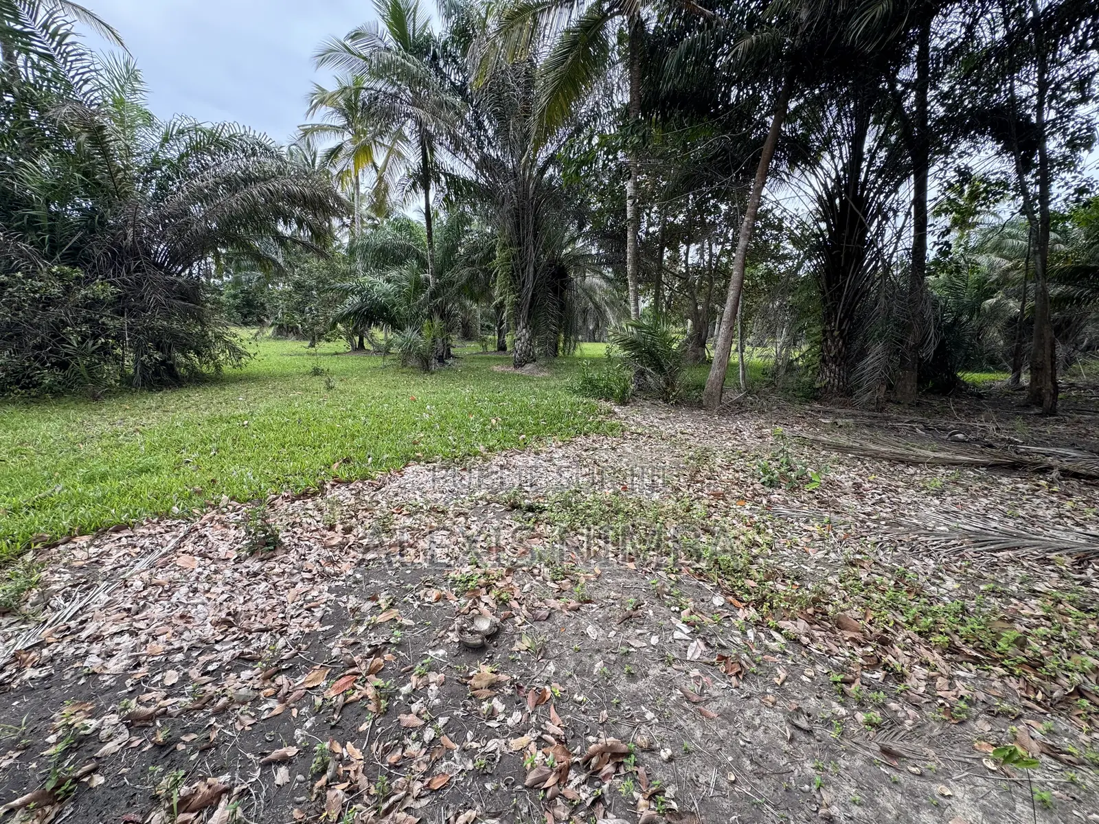 En Vente Terrain 1 Hectares Bordure Lac Brakré Attestation Villageoise