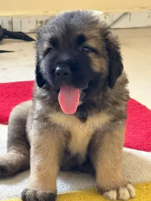1-3 mois Femme Pure race Caucasian Shepherd