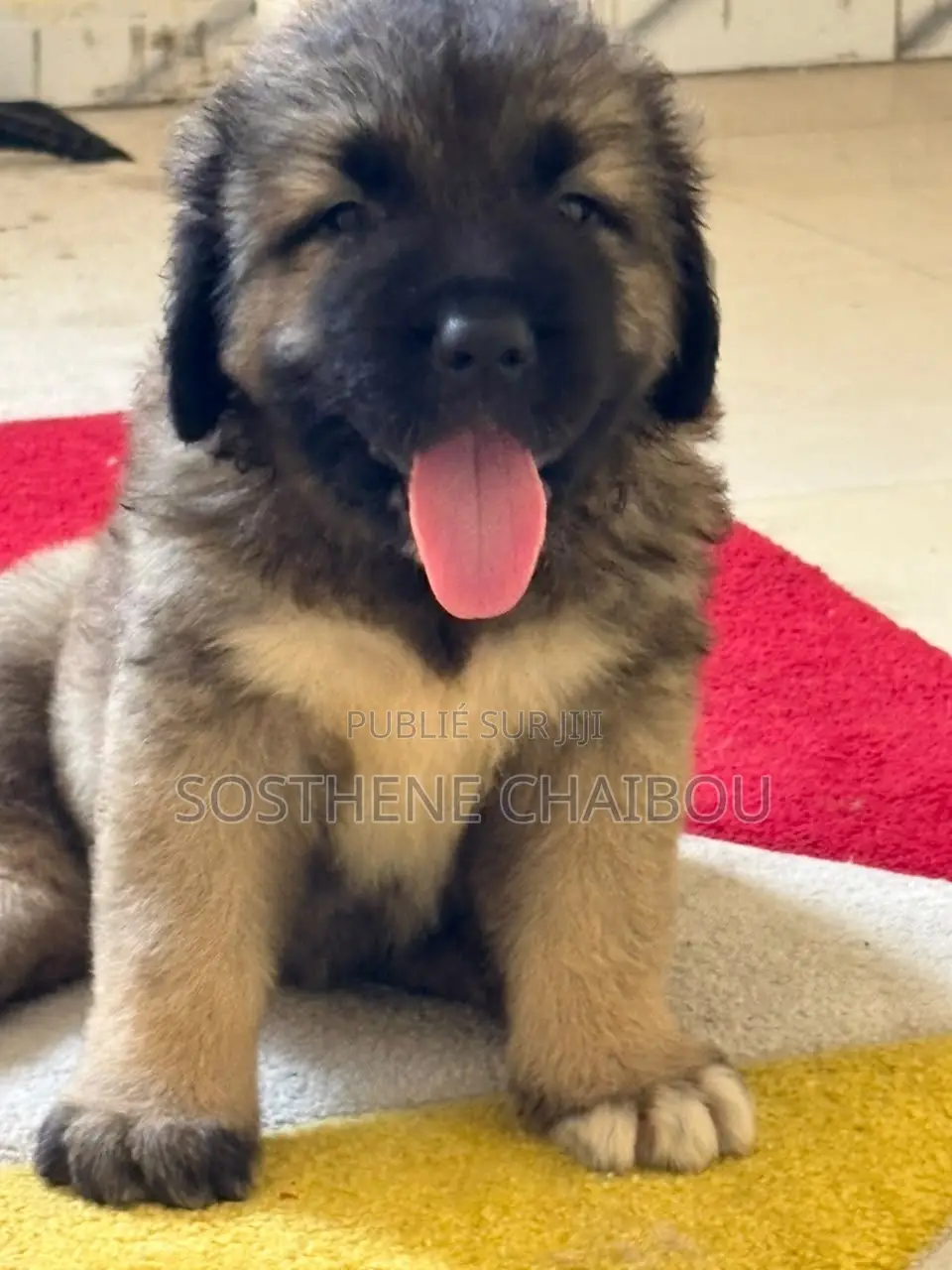 1-3 mois Femme Pure race Caucasian Shepherd