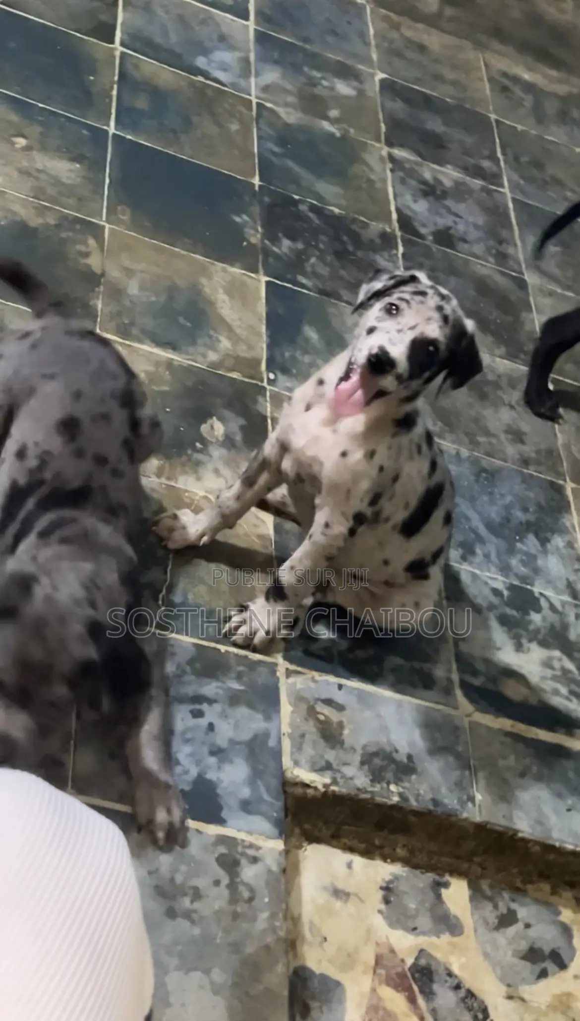 1-3 mois Femme Pure race Great Dane
