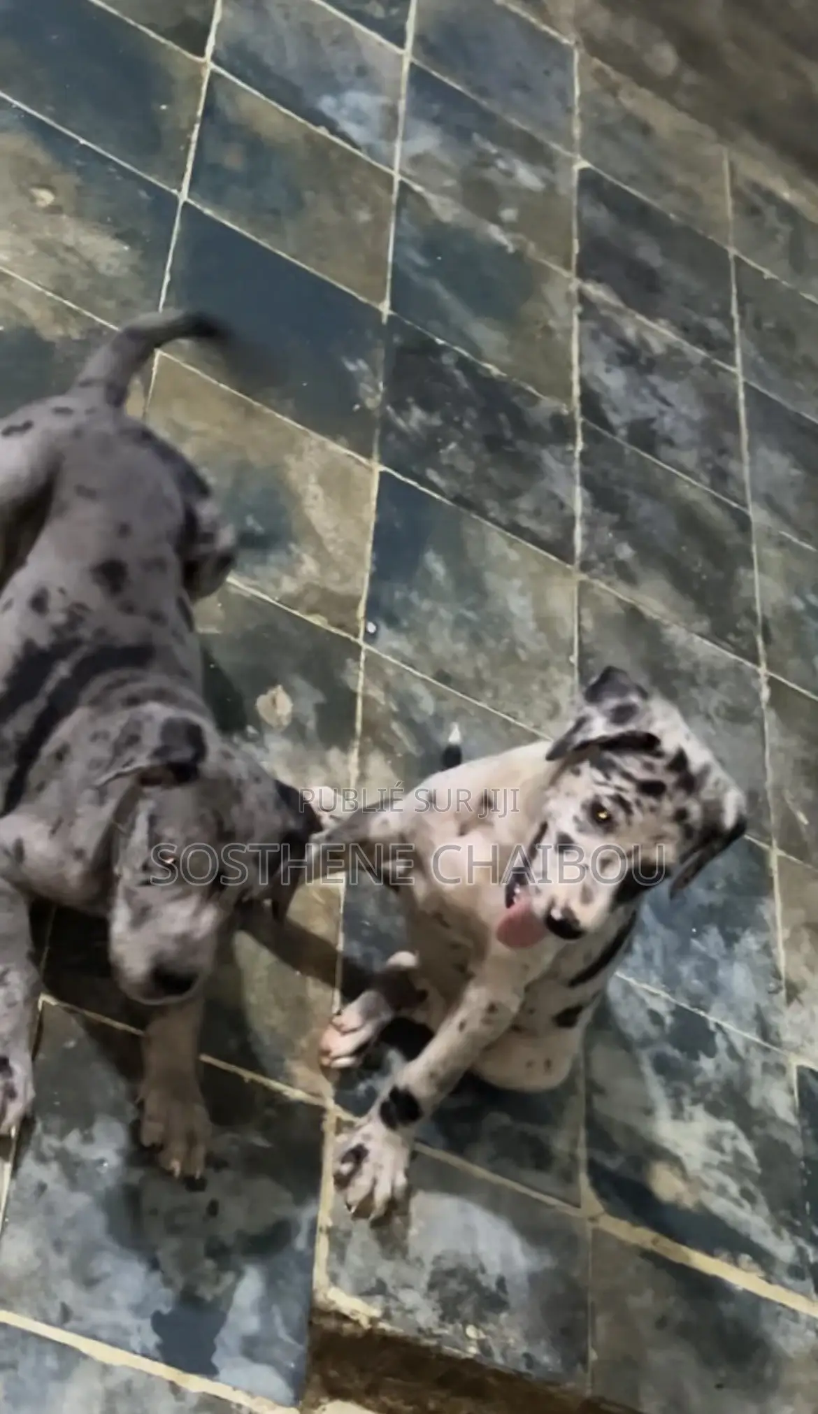 1-3 mois Femme Pure race Great Dane