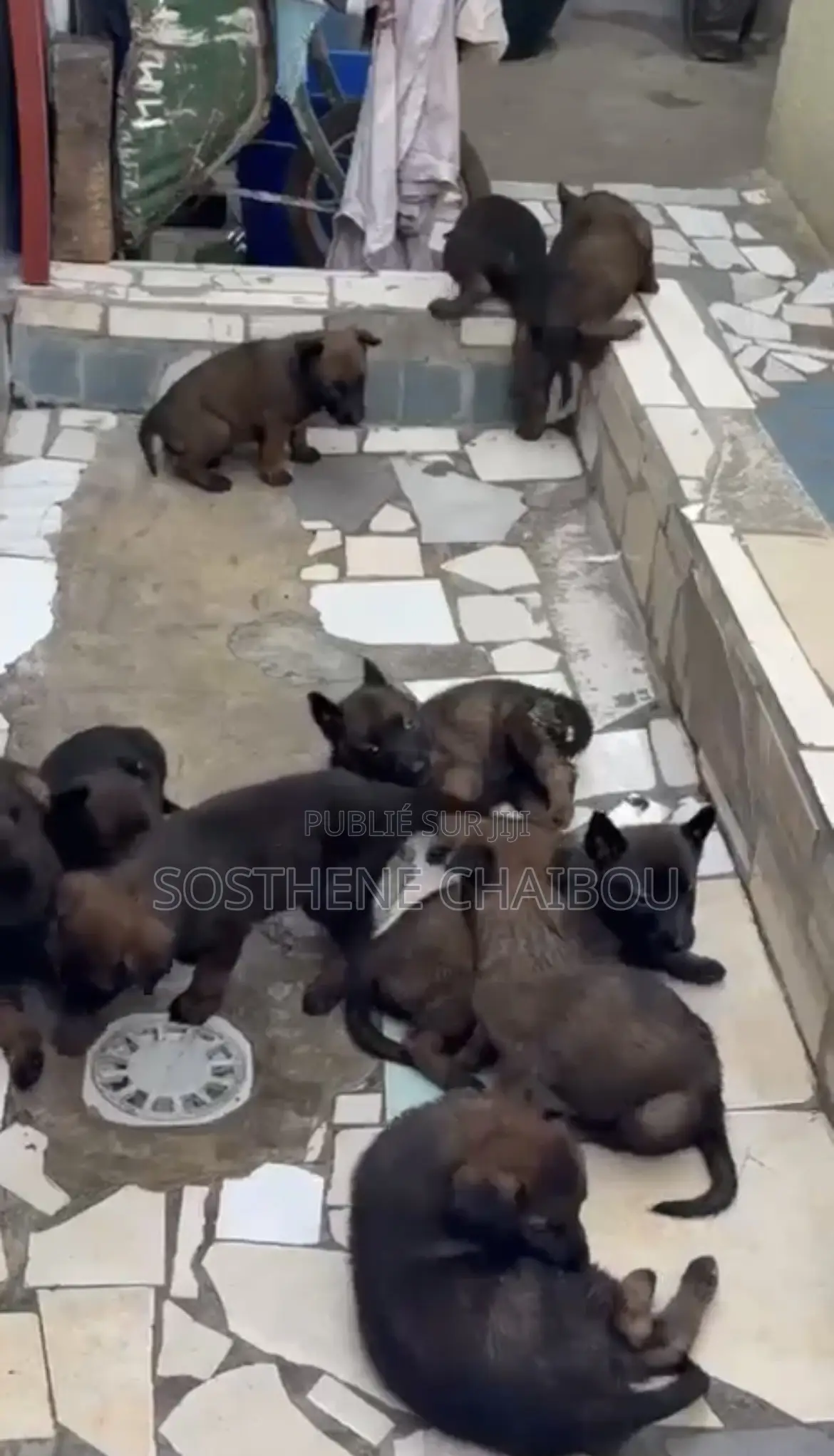 1-3 mois Femme Pure race Belgian Malinois