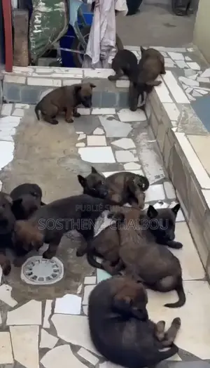 1-3 mois Femme Pure race Belgian Malinois