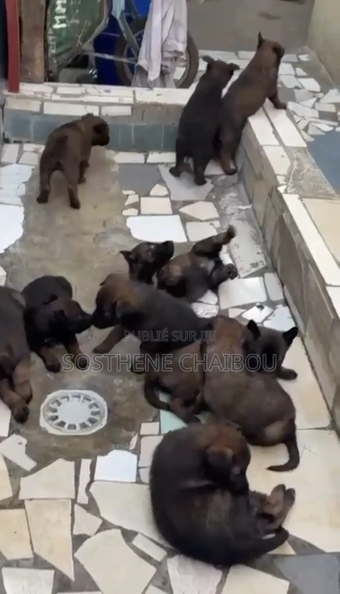1-3 mois Femme Pure race Belgian Malinois