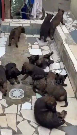 1-3 mois Femme Pure race Belgian Malinois
