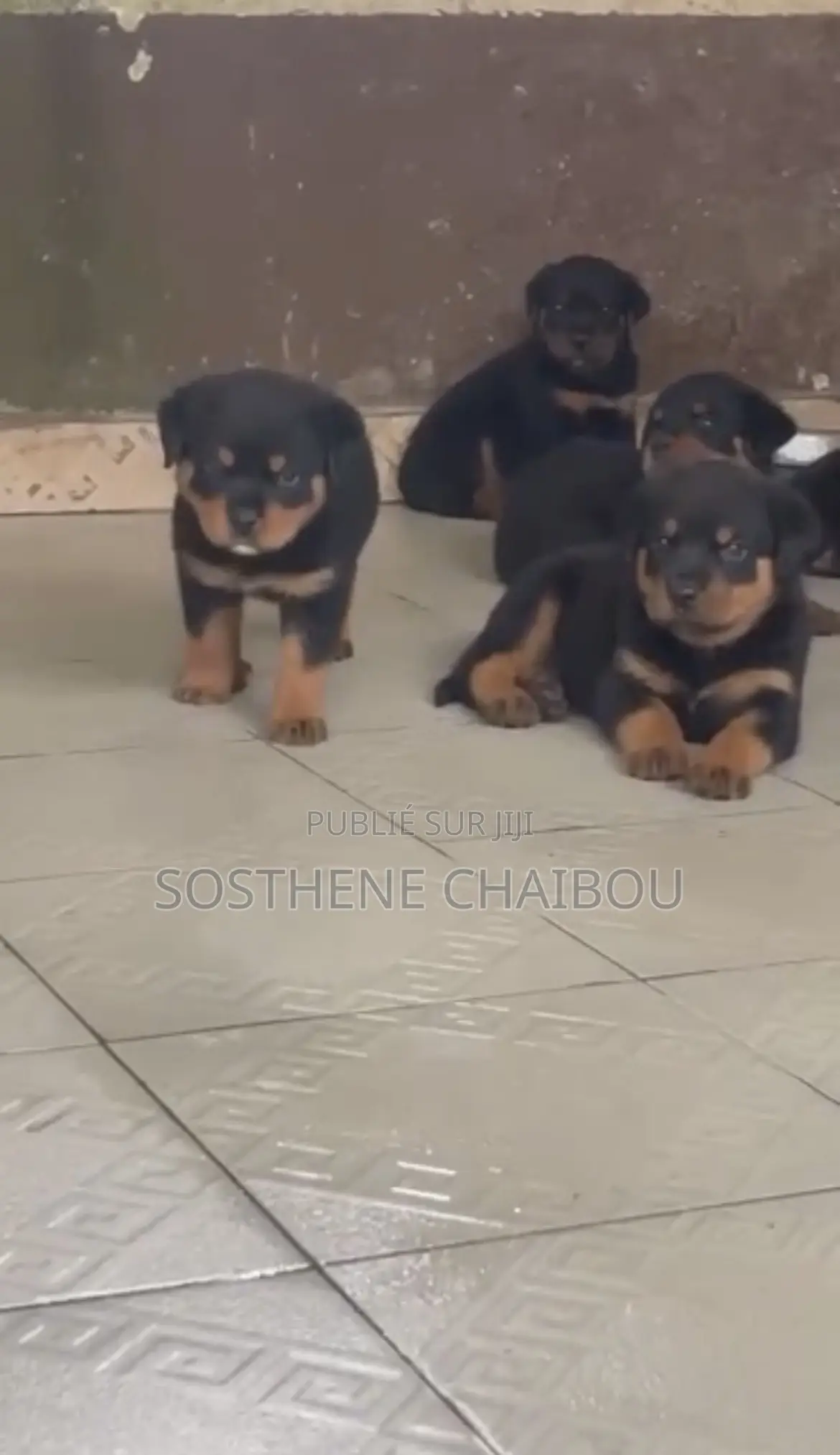 1-3 mois Homme Pure race Rottweiler