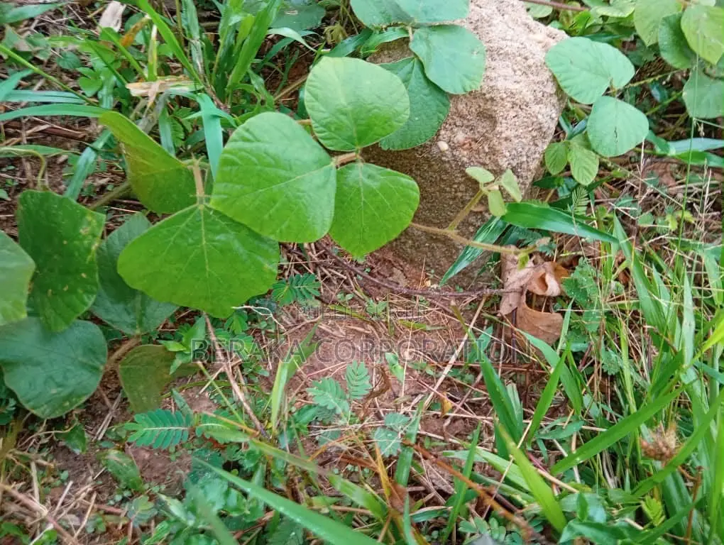  *TRÈS URGENT – TERRAIN BRADÉ*  Atrinou, Avant Cobakro, Non Loin Du