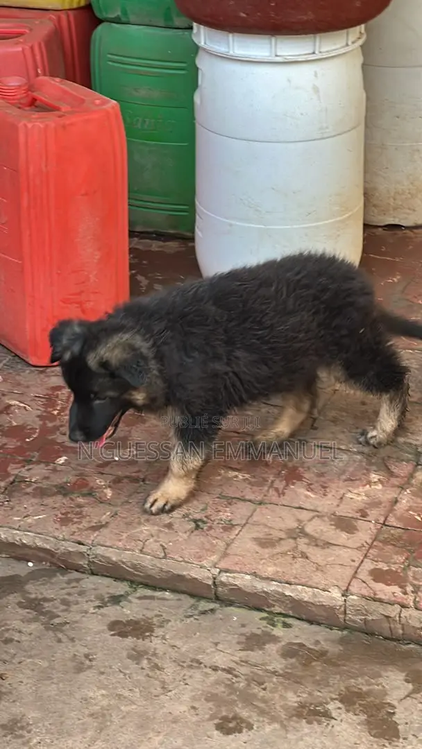 1-3 mois Homme Pure race Belgian Sheepdog