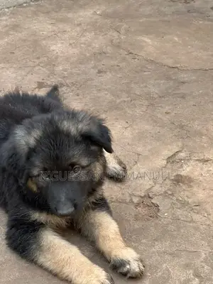 1-3 mois Homme Pure race Belgian Sheepdog