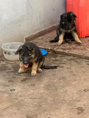 1-3 mois Homme Pure race Belgian Sheepdog