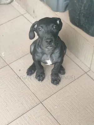 1-3 mois Homme Pure race Dogo Argentino