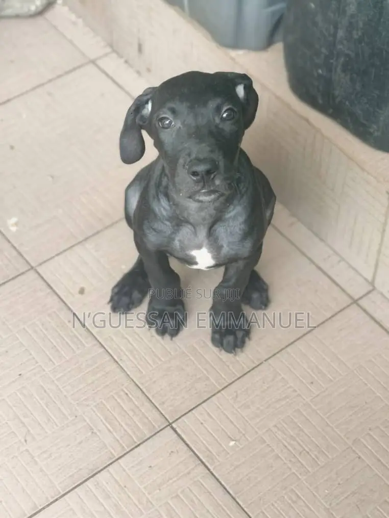 1-3 mois Homme Pure race Dogo Argentino