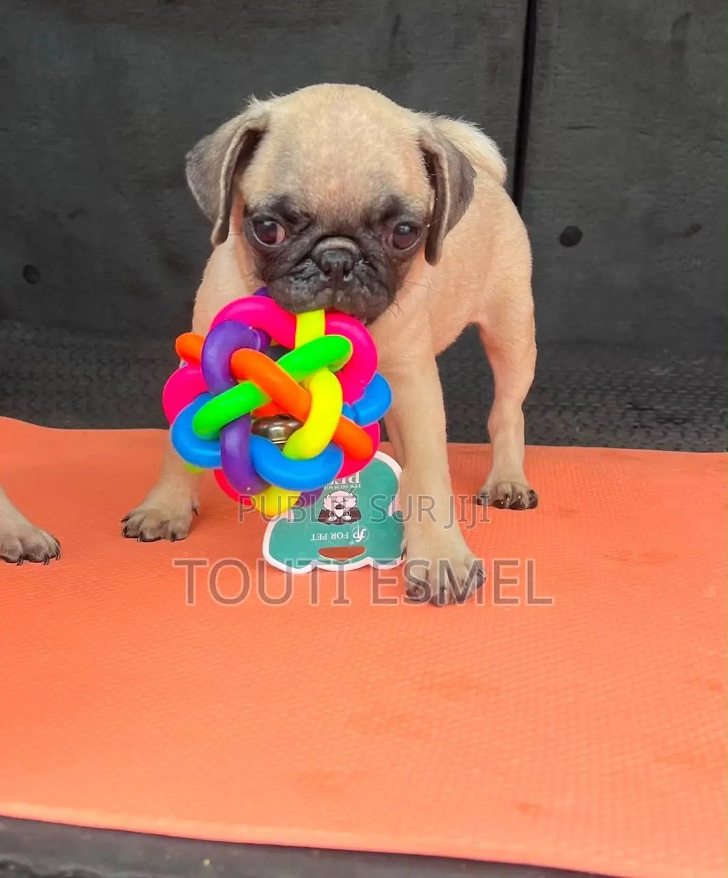 1-3 mois Femme Pure race Pug