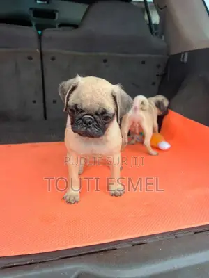 1-3 mois Femme Pure race Pug