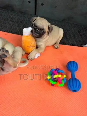 1-3 mois Femme Pure race Pug