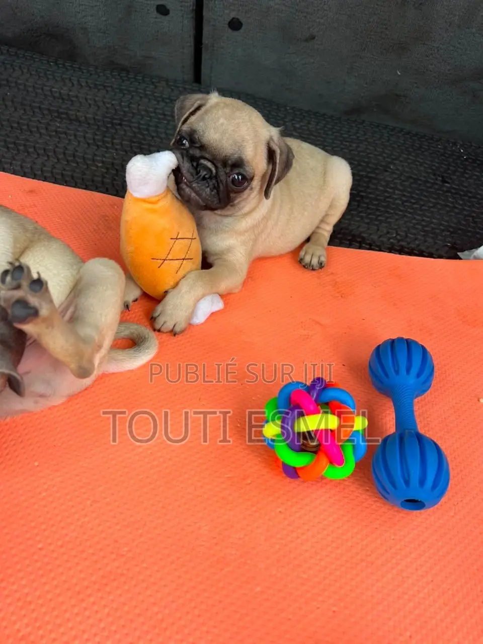 1-3 mois Femme Pure race Pug