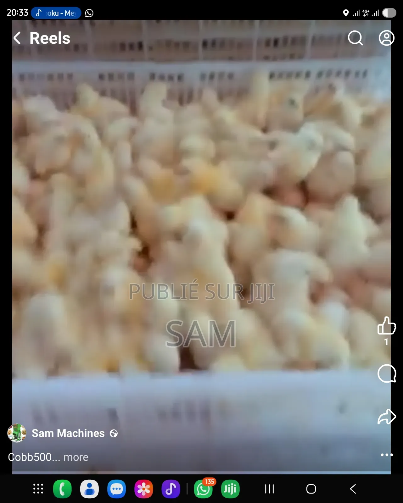 Poussins Cobb500 Europe