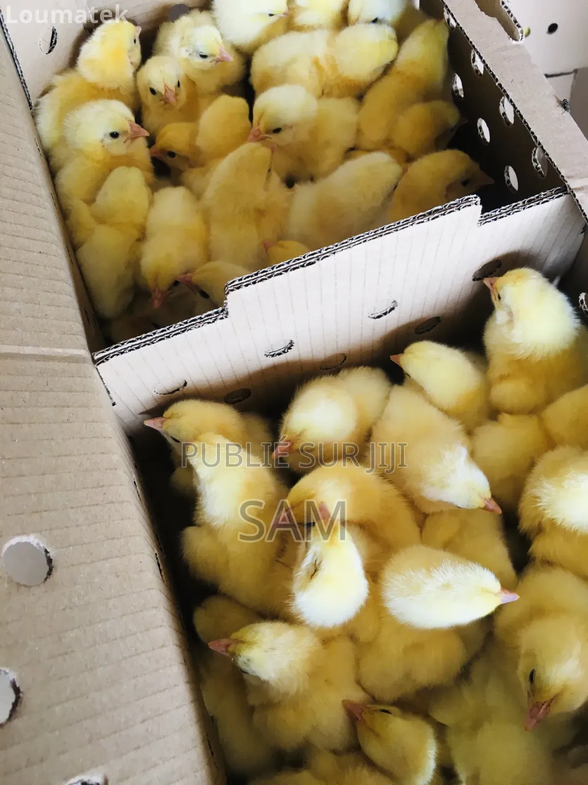 Poussins Cobb500 Europe