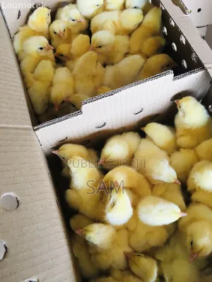 Poussins Cobb500 Europe