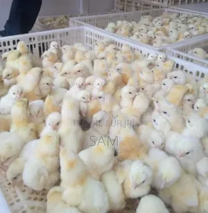 Poussins Cobb500 Europe