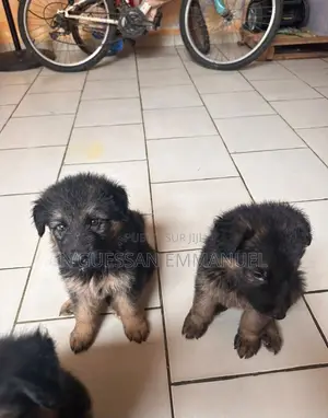 1-3 mois Homme Pure race Belgian Sheepdog